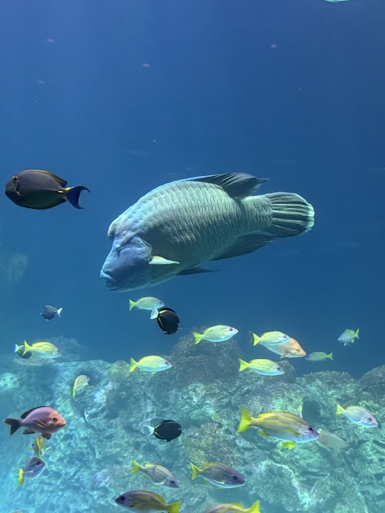 Sobela Ocean Aquarium