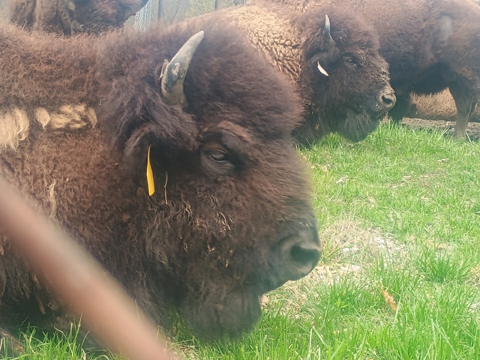 Native Hoofed Animal Enclosure
