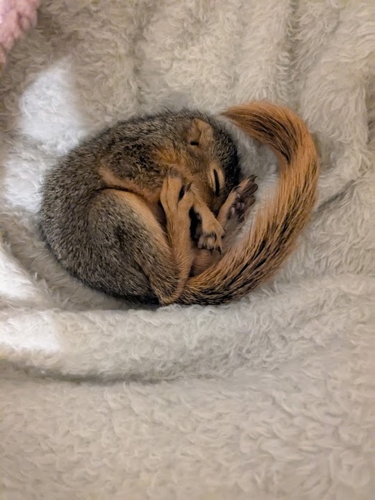 Wild Souls Wildlife Rescue & Rehab